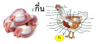 กึ๋นไก่